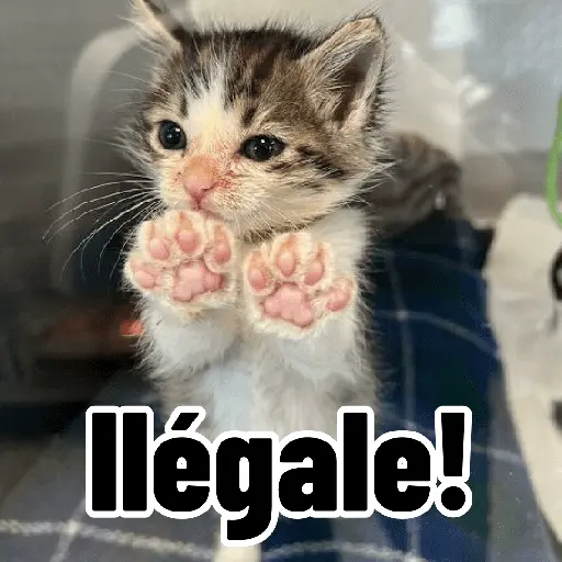 Gatos para contestar 😜 🐱