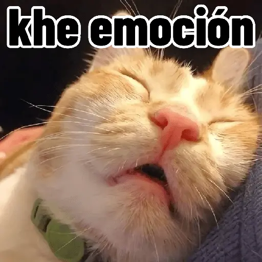 Gatos para contestar 😜 🐱