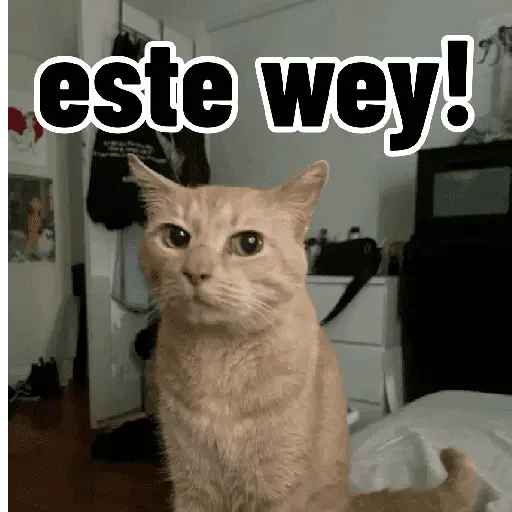 Gatos para contestar 😜 🐱