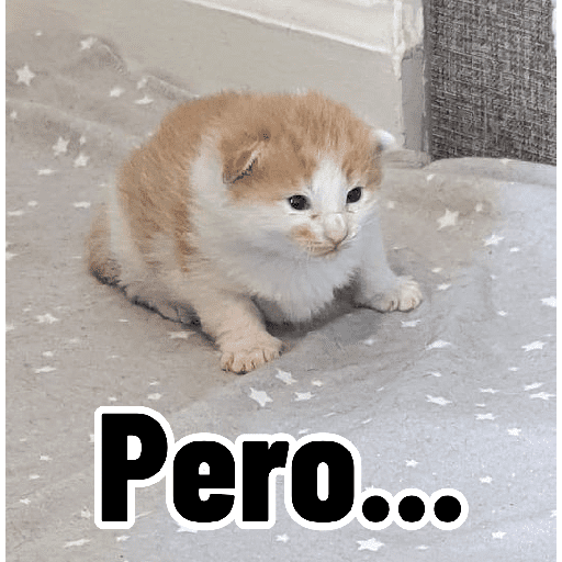 Gatos para contestar 😜 🐱 preview