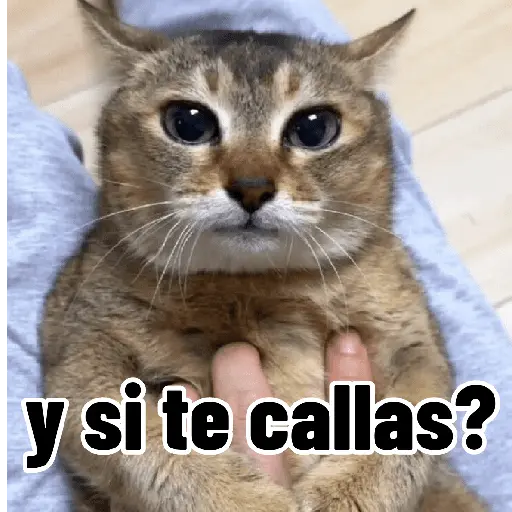 Gatos para contestar 😜 🐱