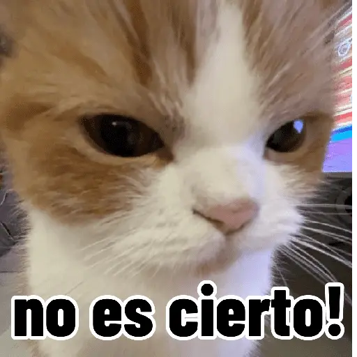 Gatos para contestar 😜 🐱