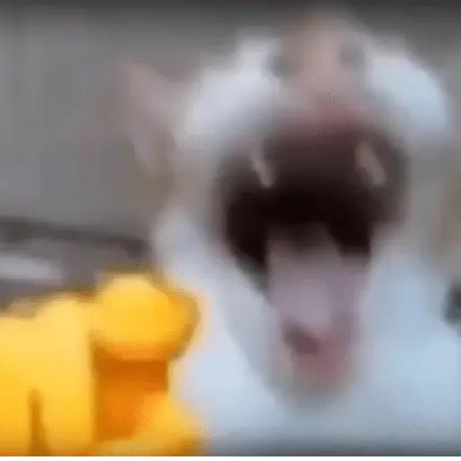 🎵🫟TIKTOK Stickers|Memes🫟🎵