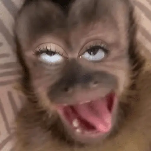 🎵🫟TIKTOK Stickers|Memes🫟🎵