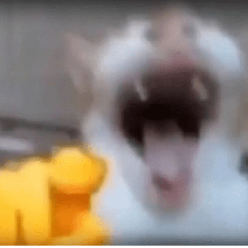 🎵🫟TIKTOK Stickers|Memes🫟🎵 preview