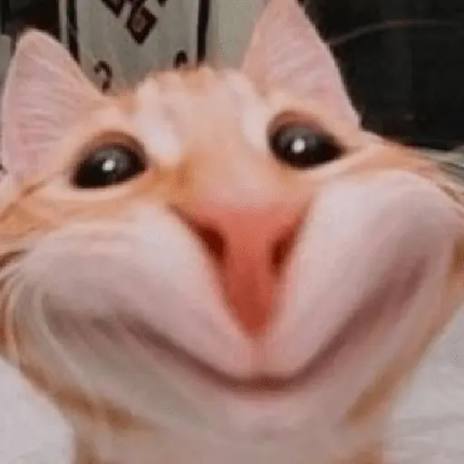 🎵🫟TIKTOK Stickers|Memes🫟🎵