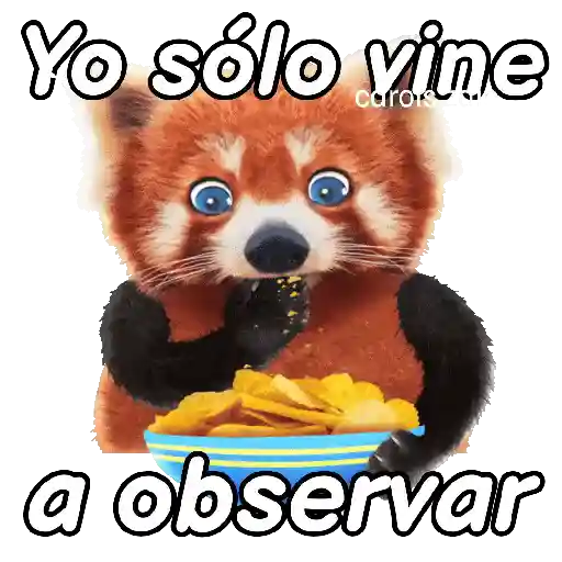 Animales Random pa contestar 💬