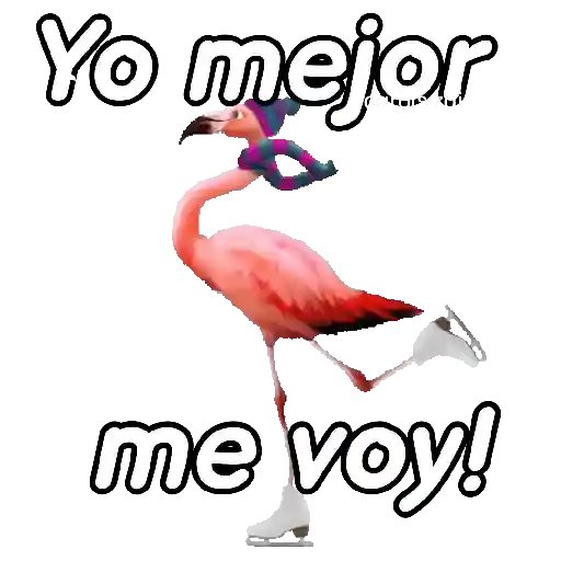 Animales Random pa contestar 💬