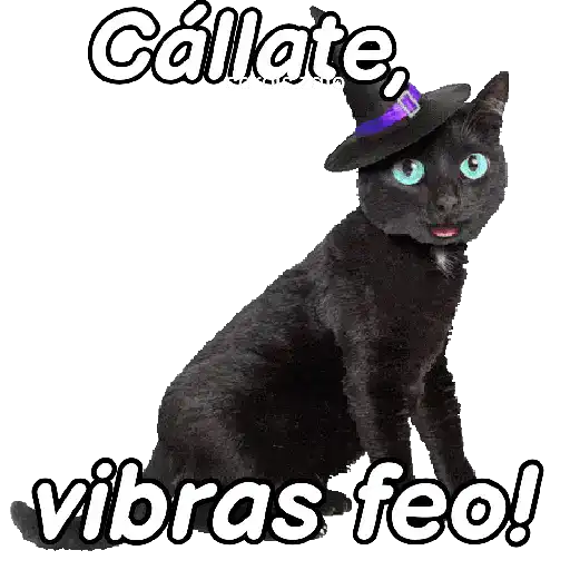 Animales Random pa contestar 💬