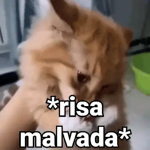Gatos pa Responder🐱🌼