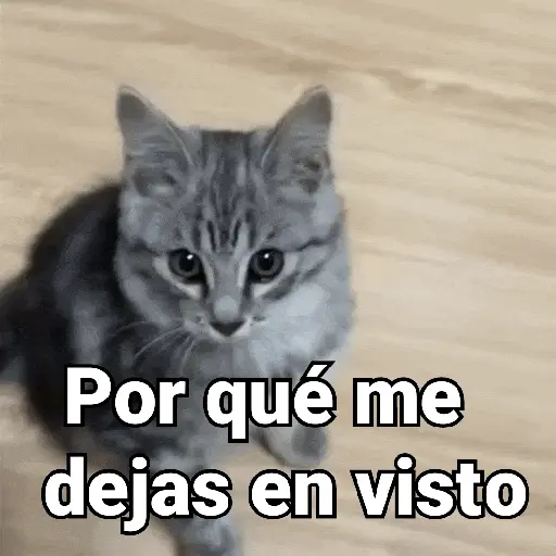 Gatos pa Responder🐱🌼
