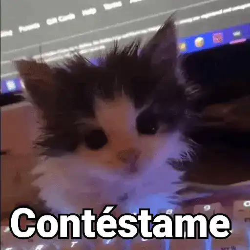 Gatos pa Responder🐱🌼
