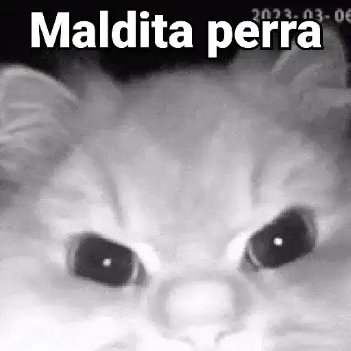 Gatos pa Responder🐱🌼