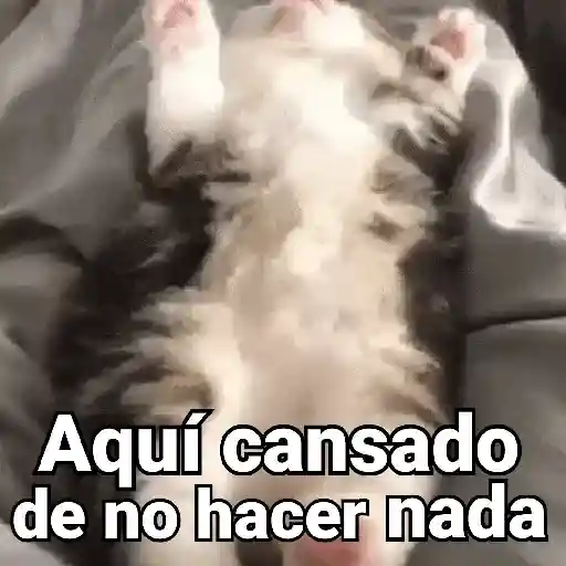 Gatos pa Responder🐱🌼