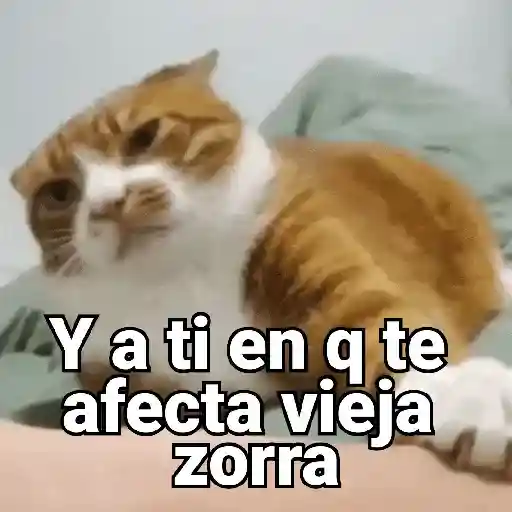 Gatos pa Responder🐱🌼