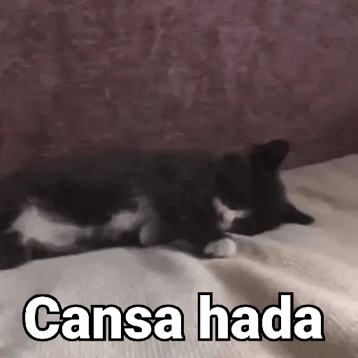 Gatos pa Responder🐱🌼 preview