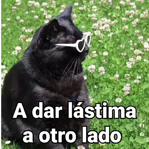 Gatos pa Responder🐱🌼