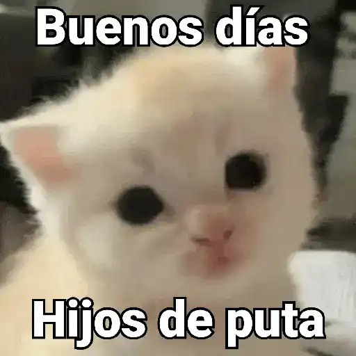 Gatos pa Responder🐱🌼
