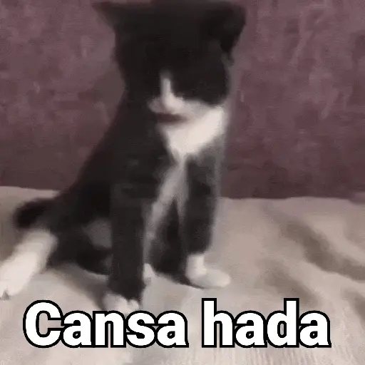 Gatos pa Responder🐱🌼