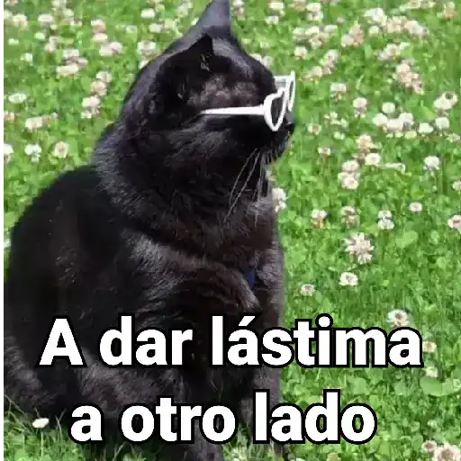 Gatos pa Responder🐱🌼 preview