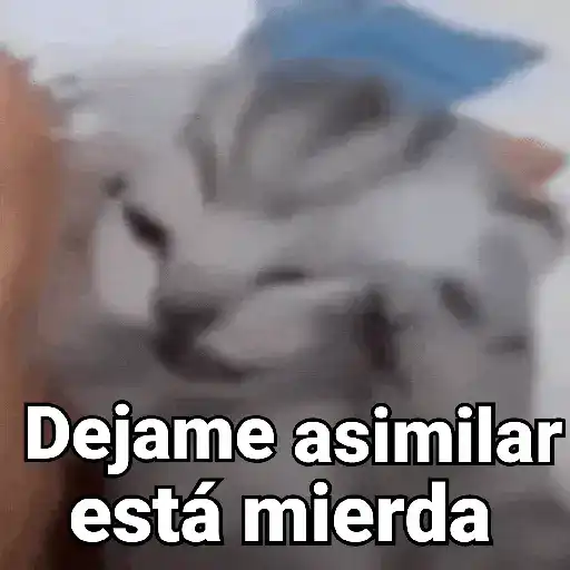 Gatos pa Responder🐱🌼