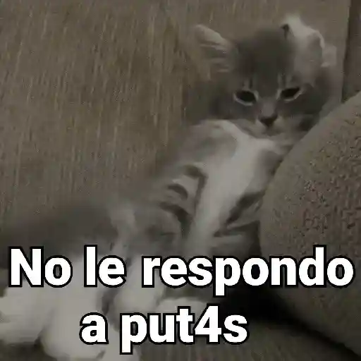 Gatos pa Responder🐱🌼