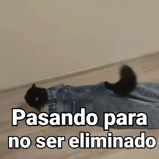 Gatos pa Responder🐱🌼 preview