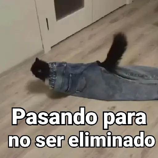 Gatos pa Responder🐱🌼
