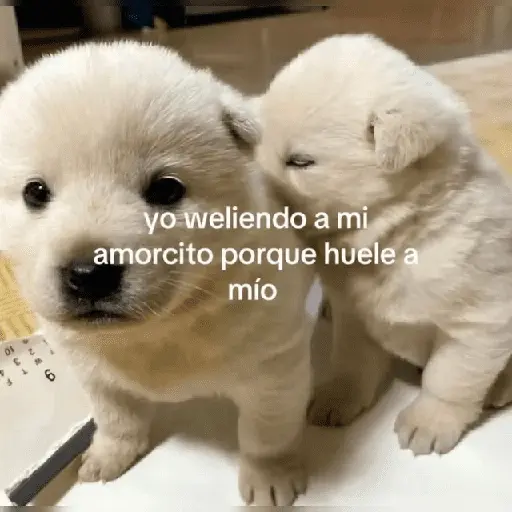 💥PAL GRUPO💥💬 3