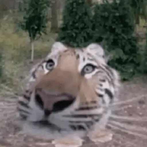 Animales facheritos