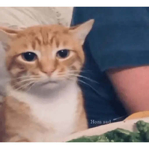Animales facheritos