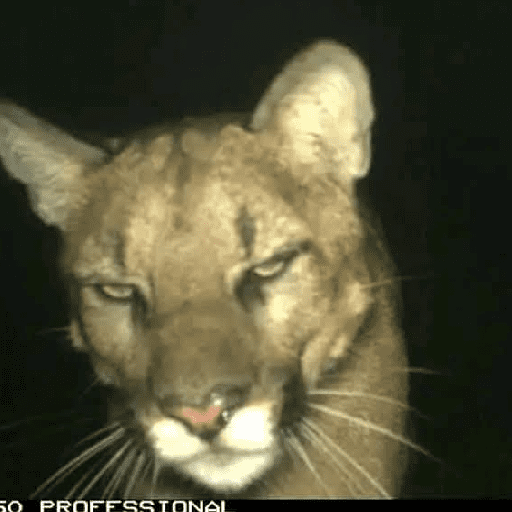 Animales facheritos preview