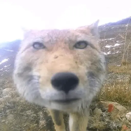 Animales facheritos
