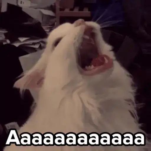 💣Memes animaditos 3💥