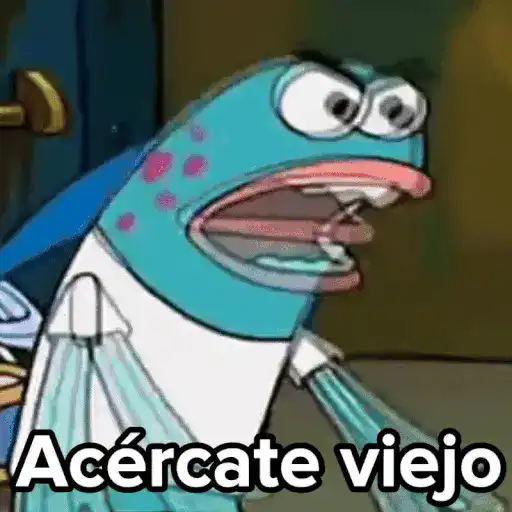 💣Memes animaditos 3💥