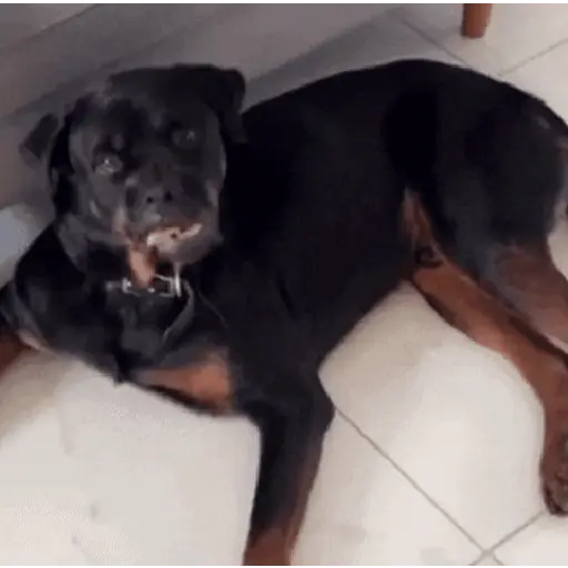 Perros Animados 🐕🌭🐾