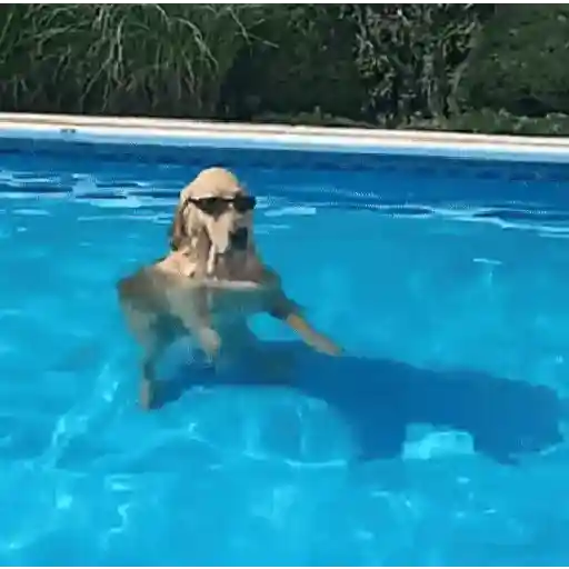 Perros Animados 🐕🌭🐾