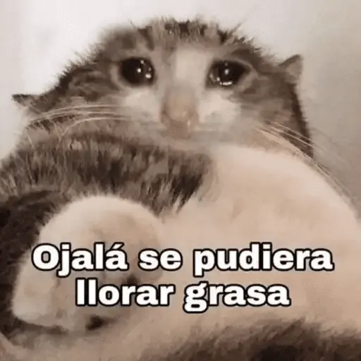 Gatos Pa Contestar🐈⚡