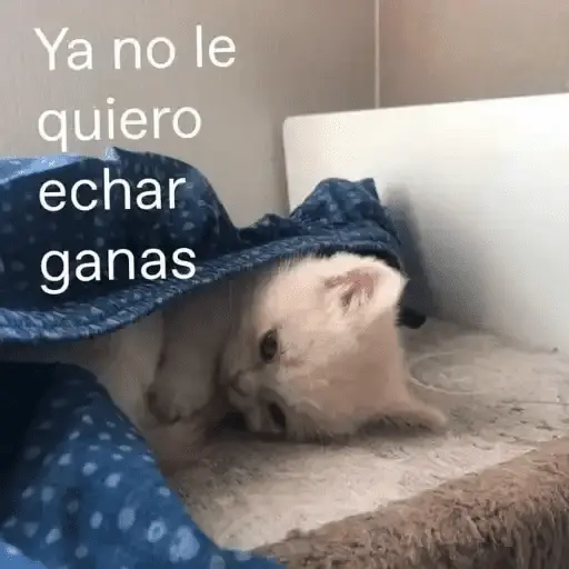Gatos Pa Contestar🐈⚡