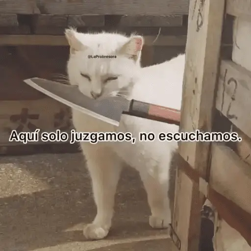 Gatos Pa Contestar🐈⚡