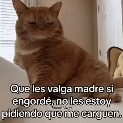 Gatos Pa Contestar🐈⚡