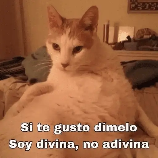 Gatos Pa Contestar🐈⚡