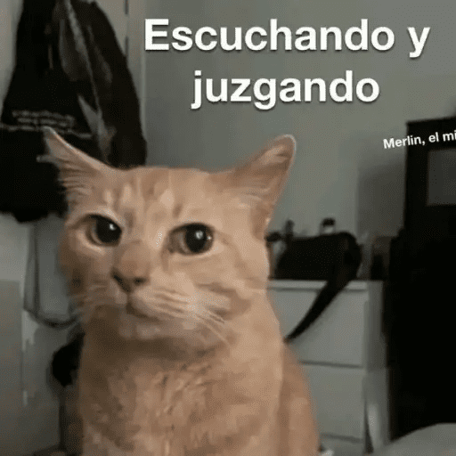 Gatos Pa Contestar🐈⚡ preview