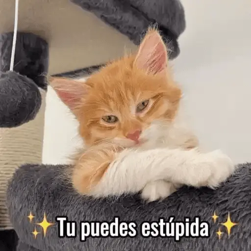 Gatos Pa Contestar🐈⚡