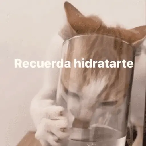 Gatos Pa Contestar🐈⚡