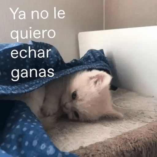 Gatos Pa Contestar🐈⚡ preview