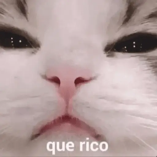 Gatos Pa Contestar🐈⚡