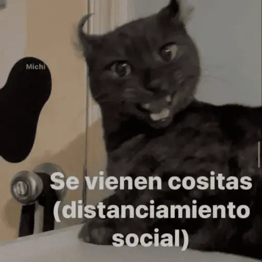 Gatos Pa Contestar🐈⚡