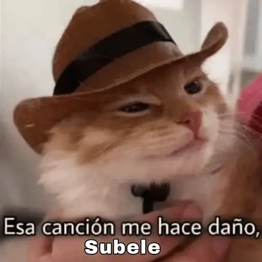 Gatos Pa Contestar🐈⚡