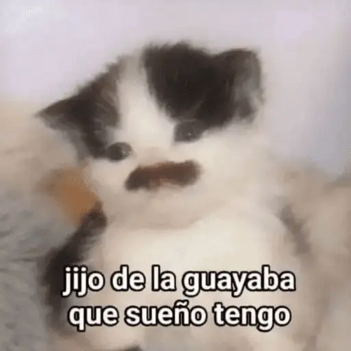 Gatos Pa Contestar🐈⚡